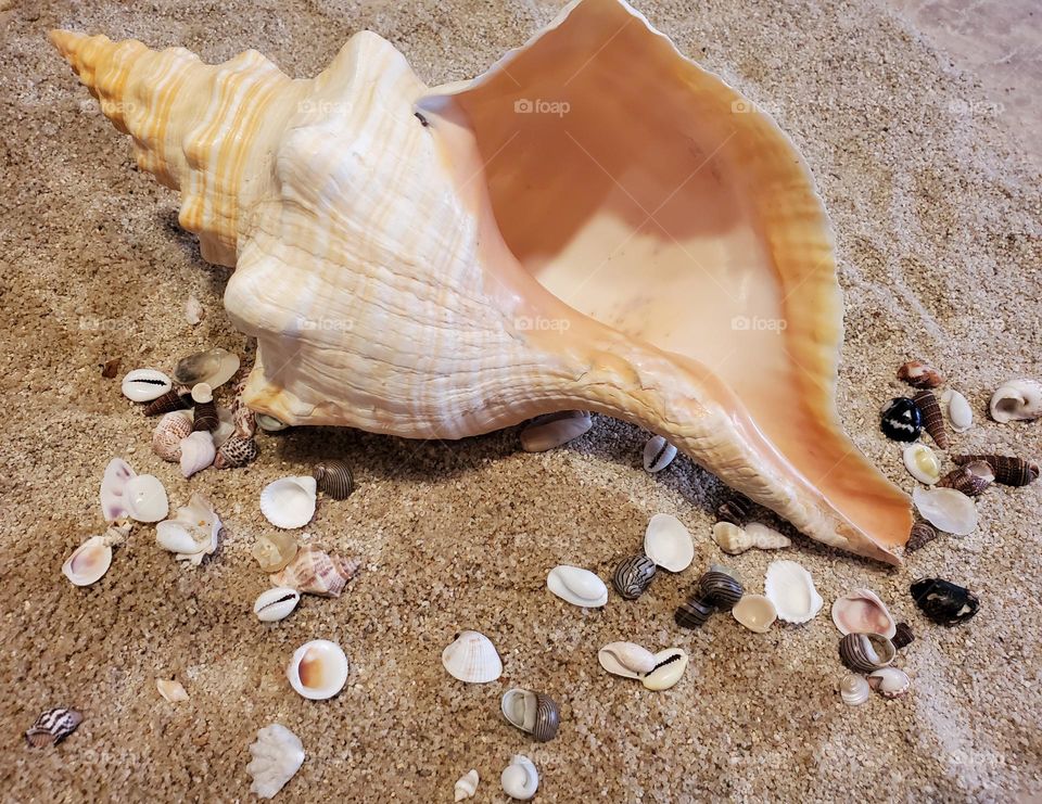 Large Conch Shell on the Sand