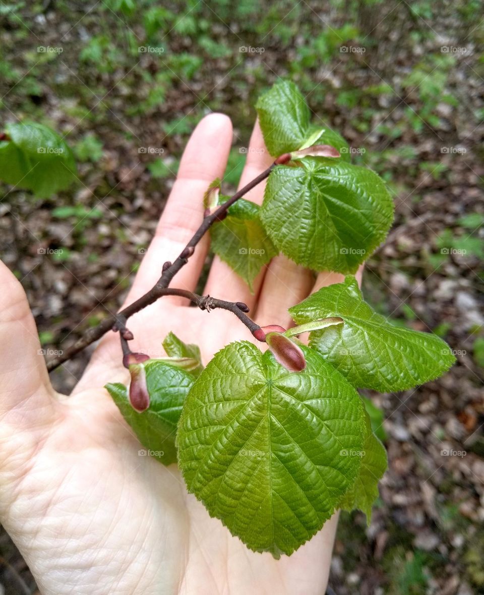 green leaves tree and female hand love earth