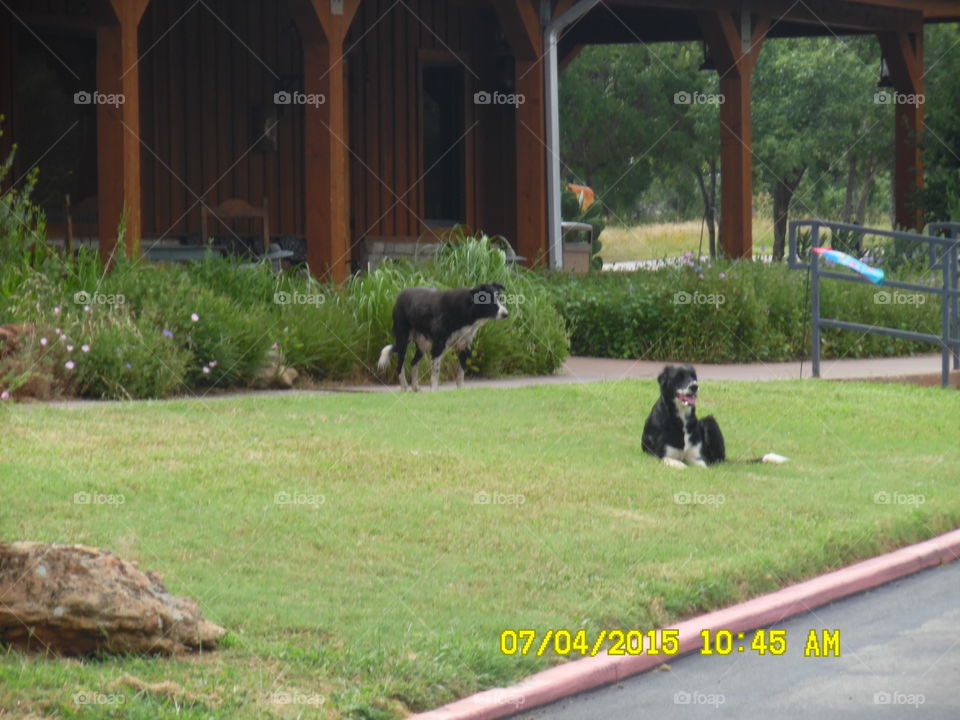 wildcatter ranch security. These puppies are the security and the welcoming committee at the wildcatter ranch located east of Graham Texas