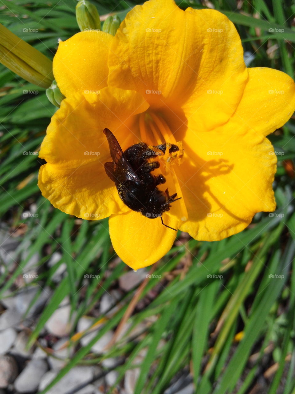 Bumble bee