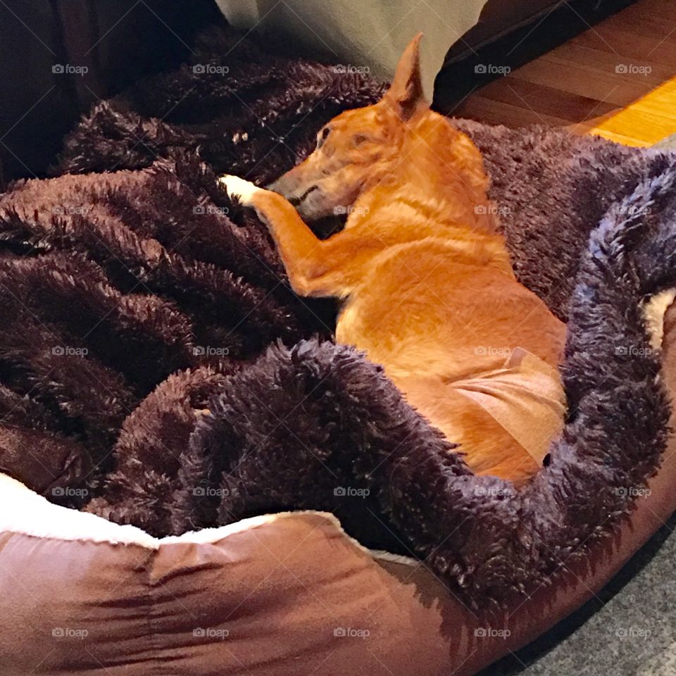 Terrier mix puppy lying in bed with faux fur blanket sound asleep.