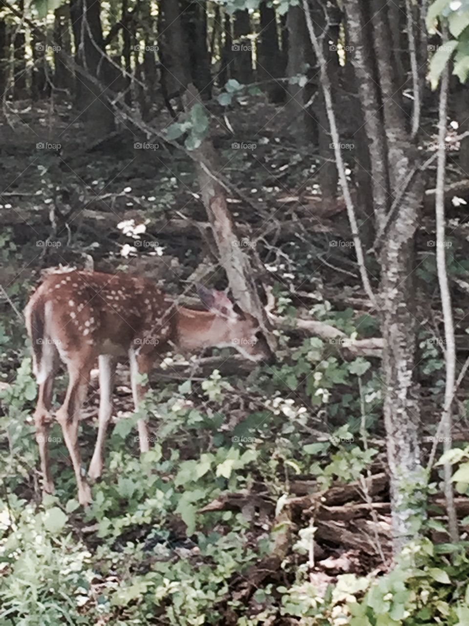 Deer ( doe ) I love nature 