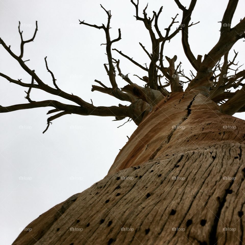 weathered tree with a cloudy sky