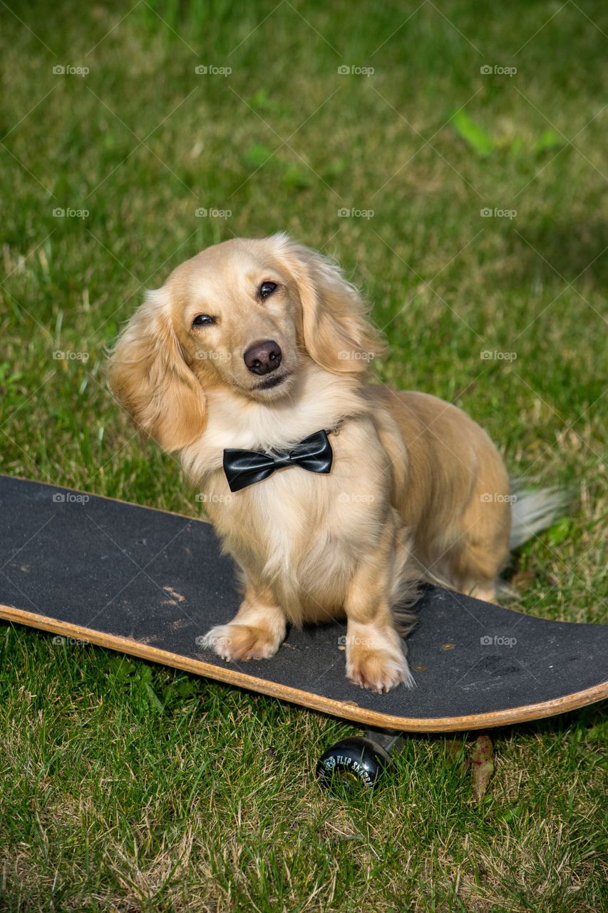 a well dressed Remy in his bowtie stands on a skateboard