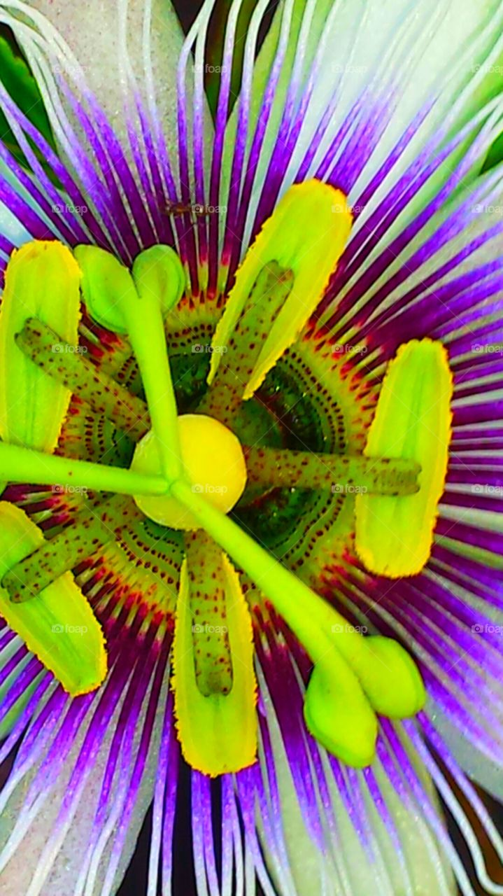 "Colorful Passion Flower "