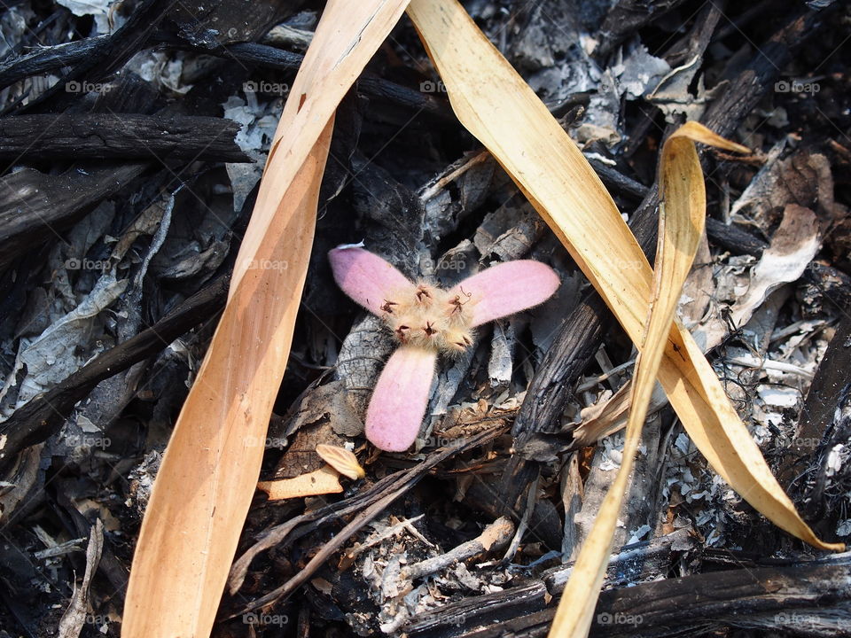 flower in the mountains of  Thailand  tha ton