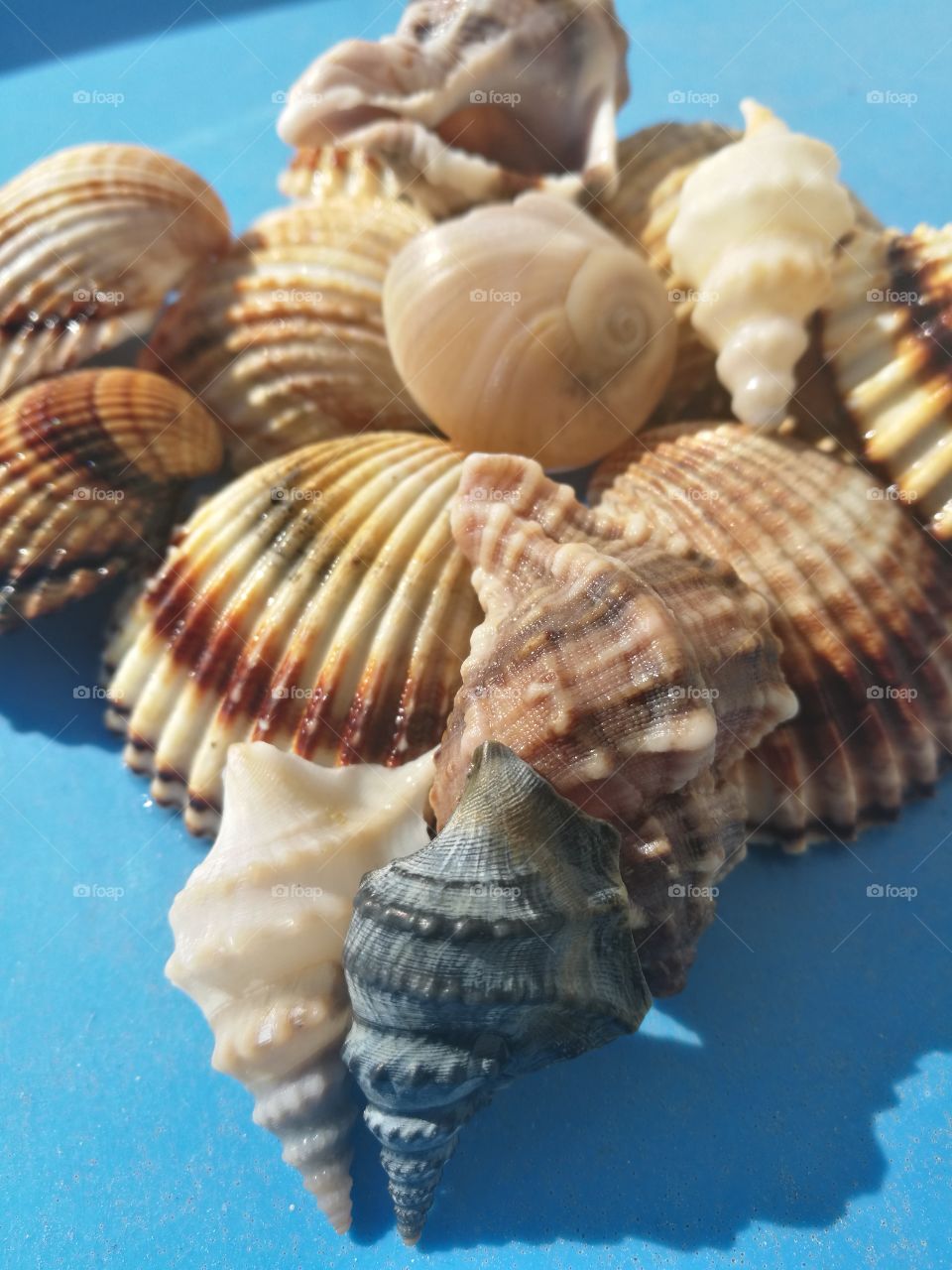 Shell