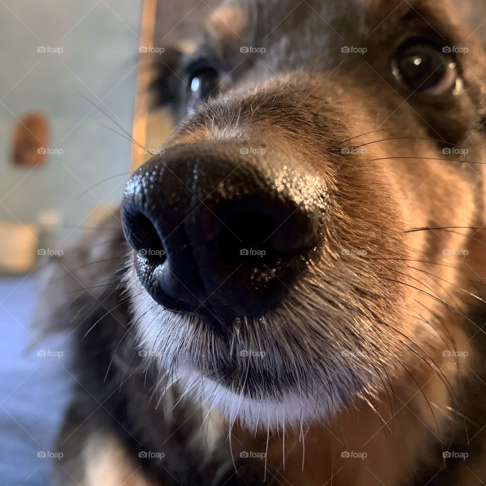 Dog’s nose and whiskers very close 