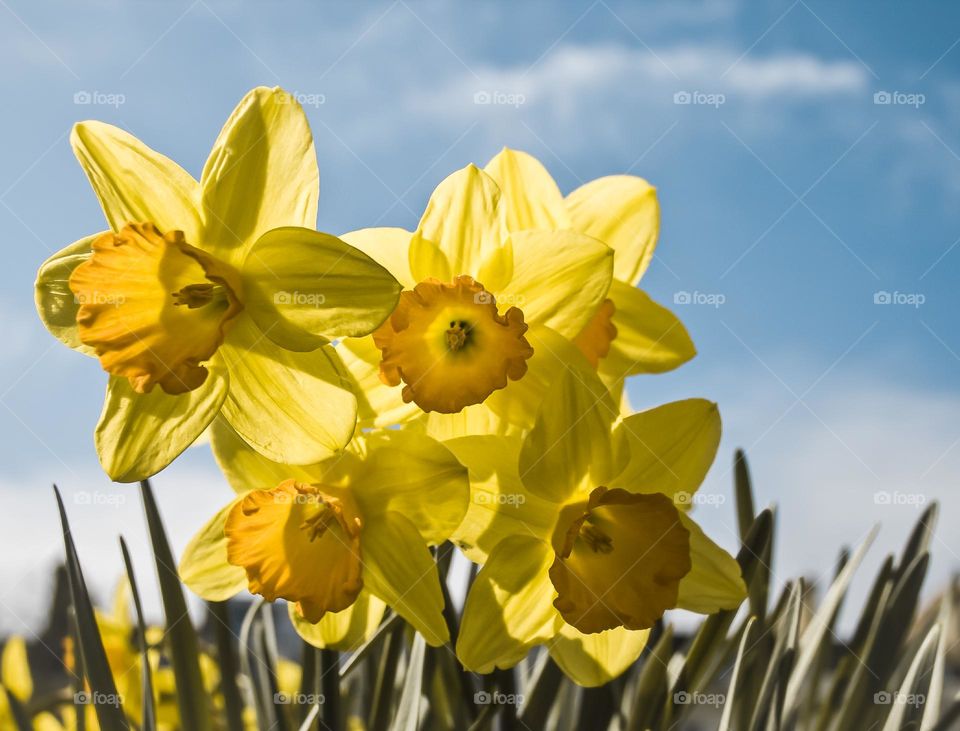 Bright yellow daffodils against a blue sky with fluffy white clouds 