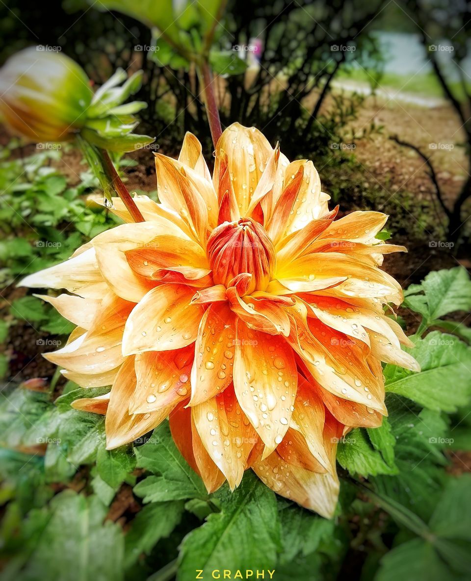 "The earth laughs in flowers"
#flower #colorful #orange #photography #zgraphy