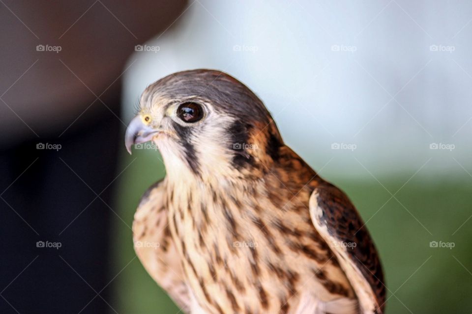 Close up of falcon