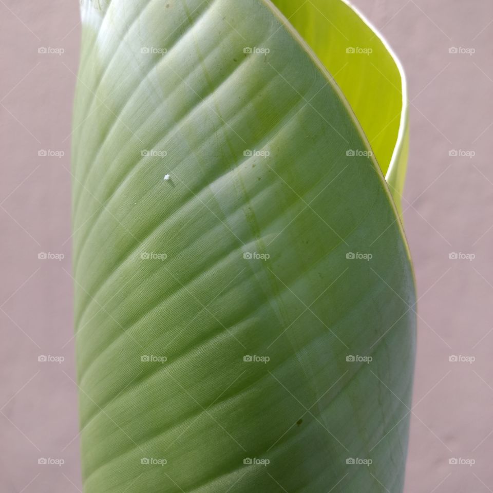 banana tree leaf
