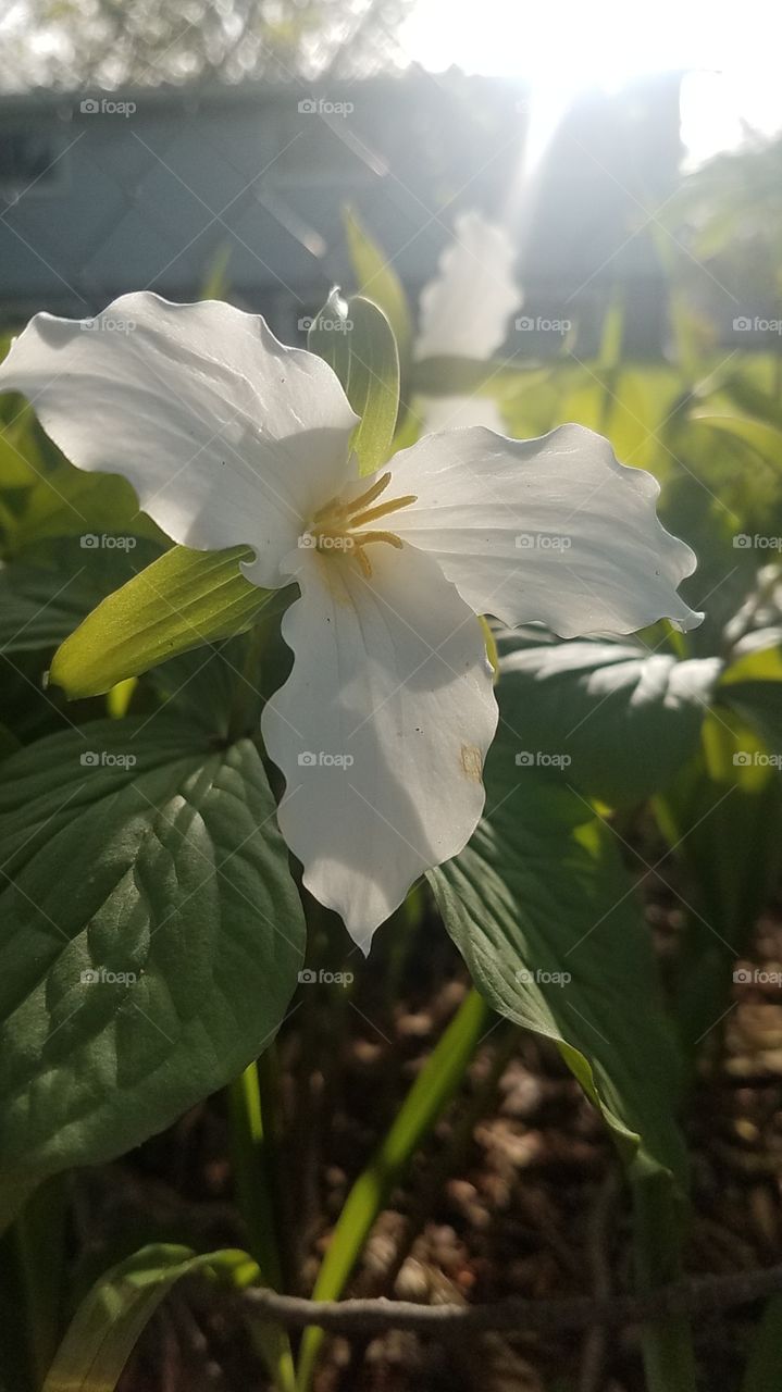 Trillium