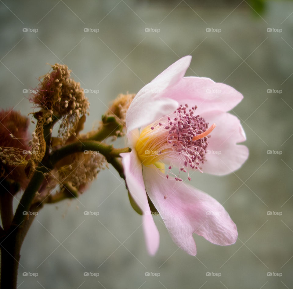 Pink Flower