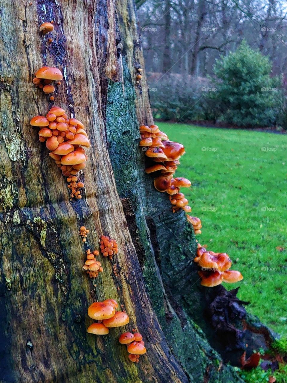 Fungi on tree