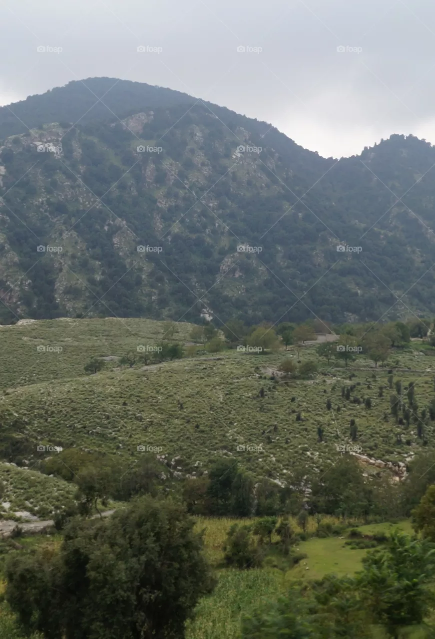 every thing is green