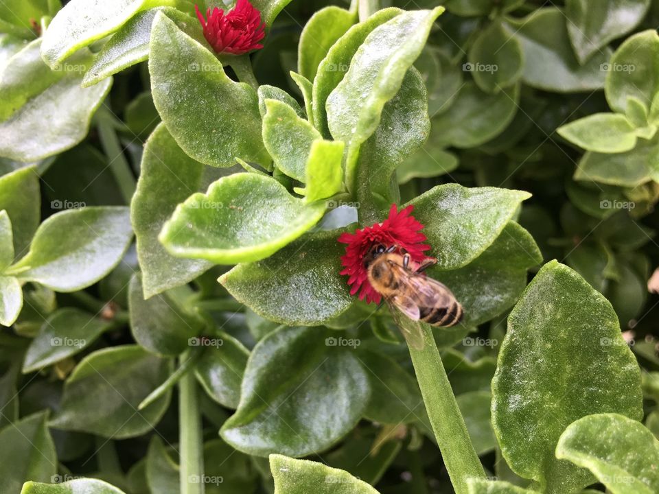 Bee on the flower