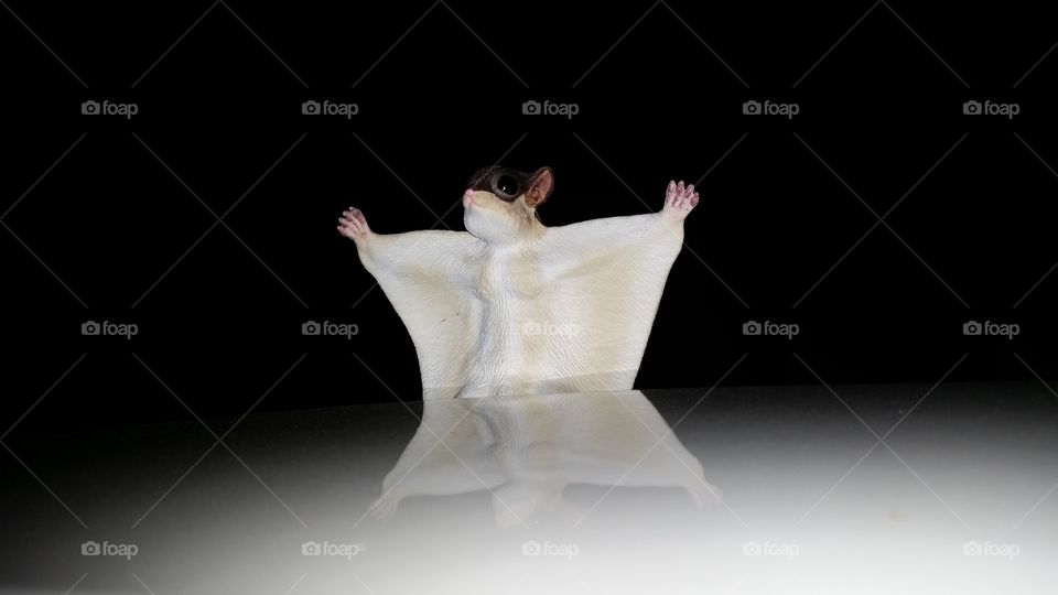 whoa says jesus squirrel