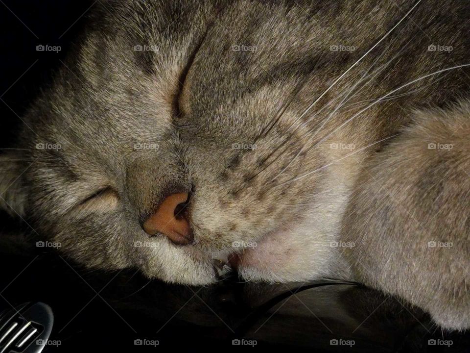 kitty cat drooling in his sleep