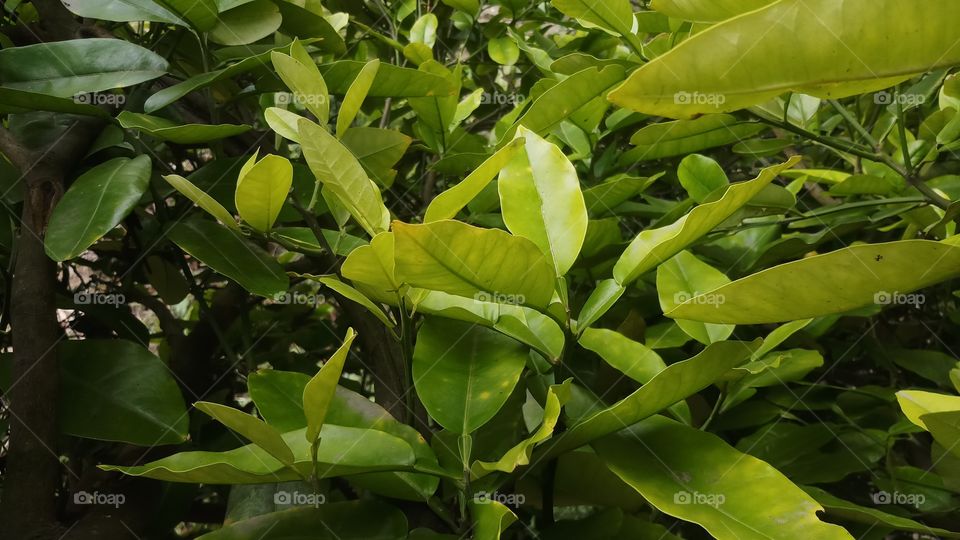 Beautiful yellow leaves in spring time.