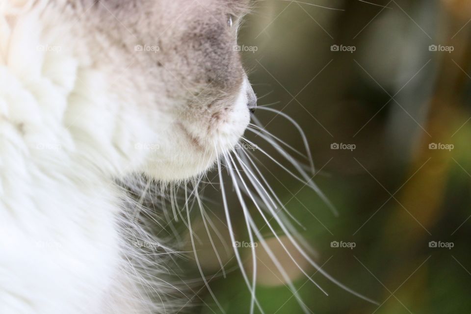 Profile ragdoll tabby cat nose and whiskers profile 