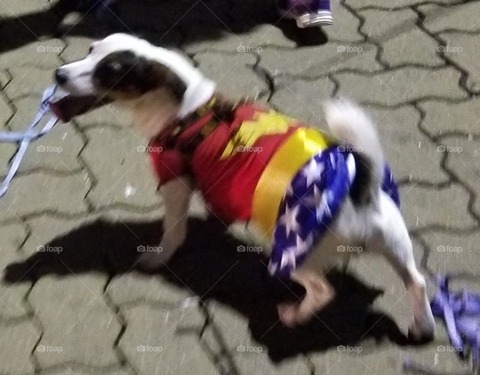 fantasia para cachorro