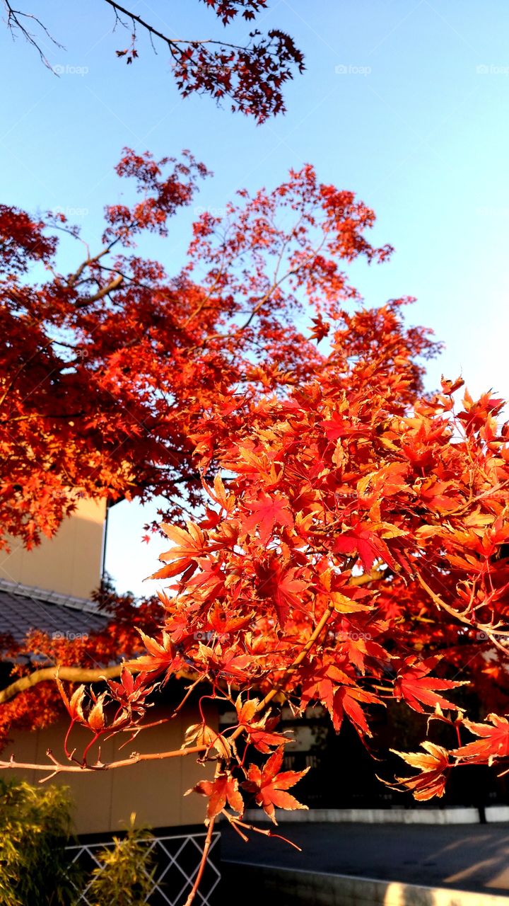 Golden red leaves