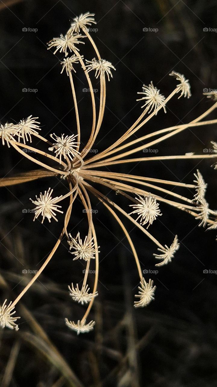 Сухоцвет в горах