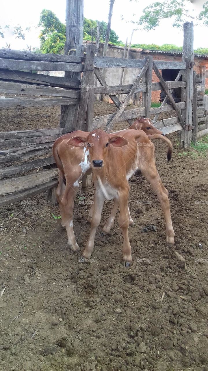 twin calves