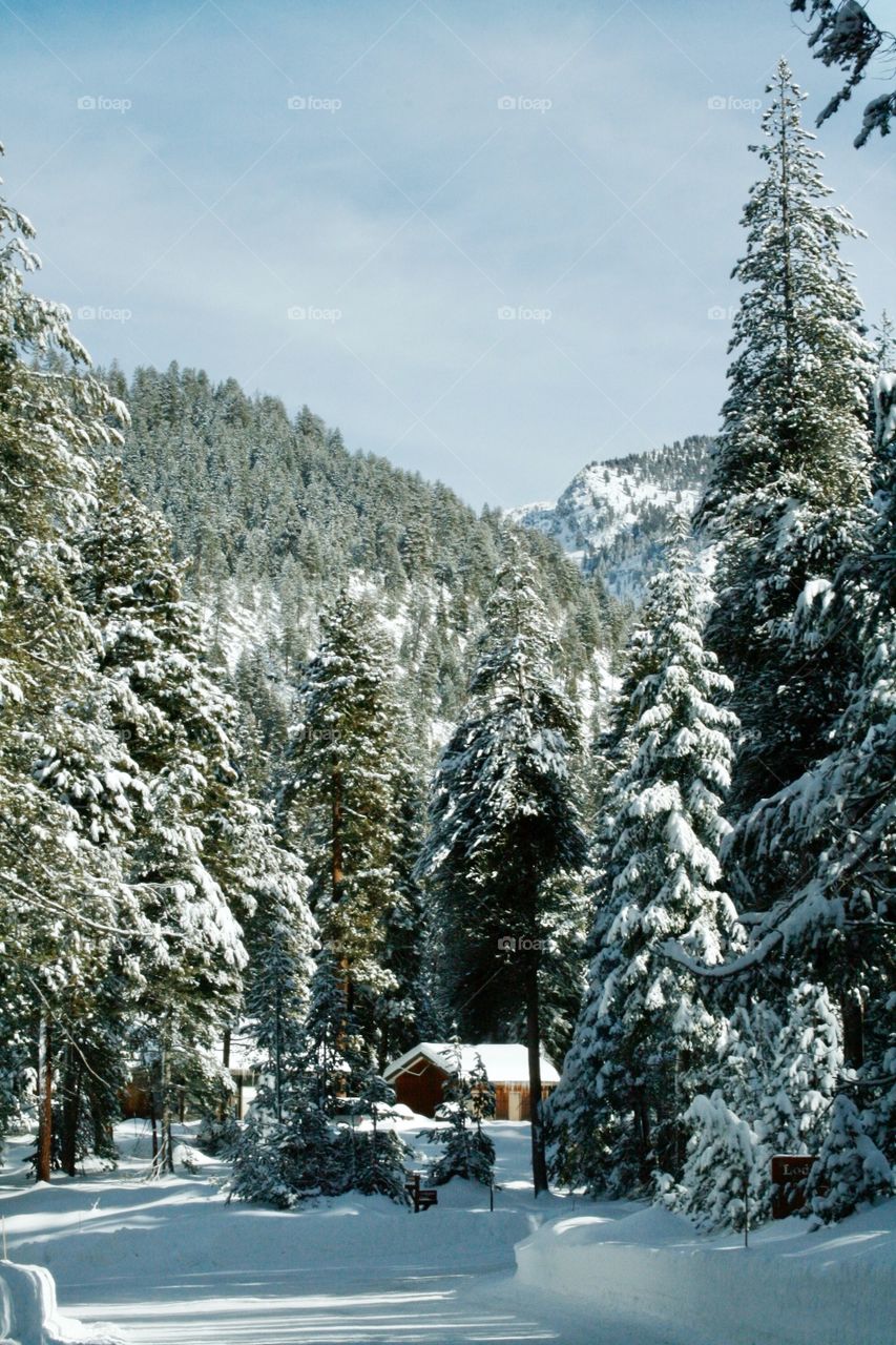 Winter sequoia park. House in woods