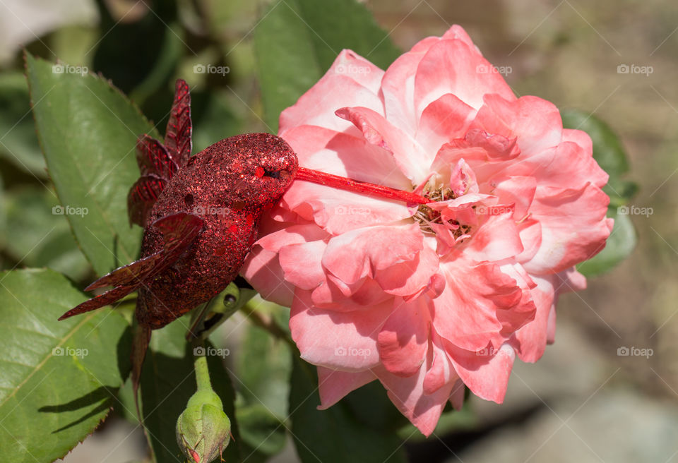 red hummingbird