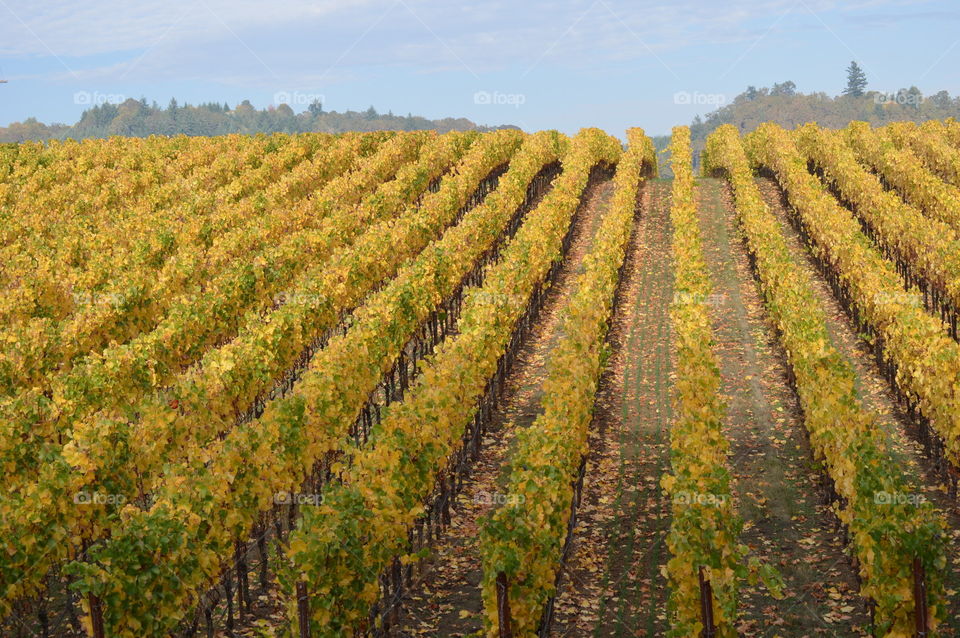 Fall grapes