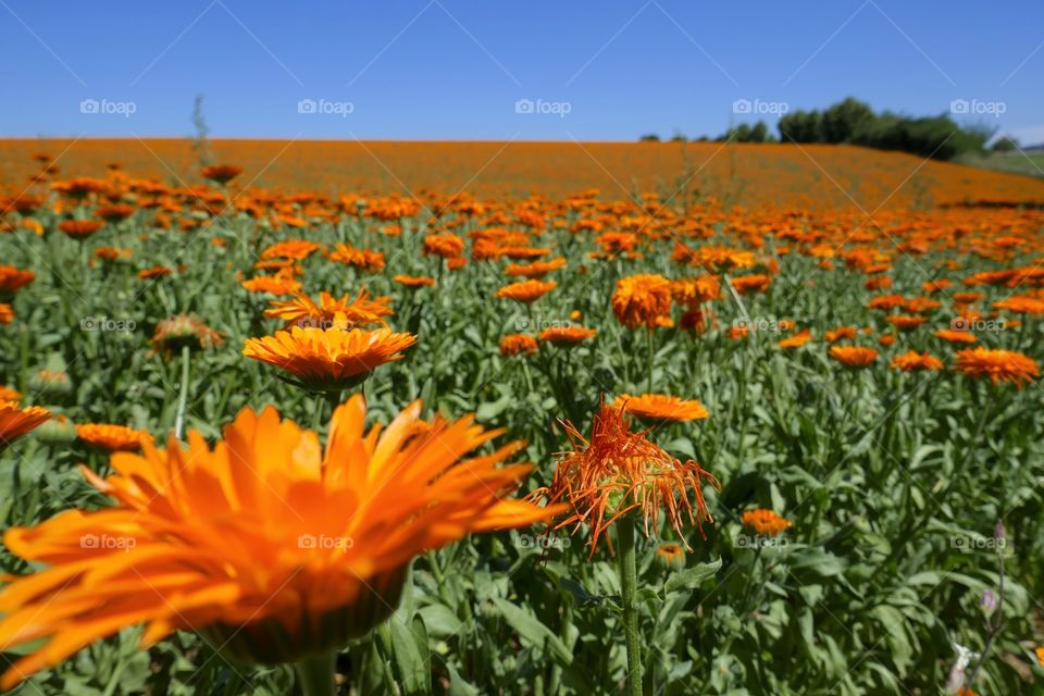 field of orange