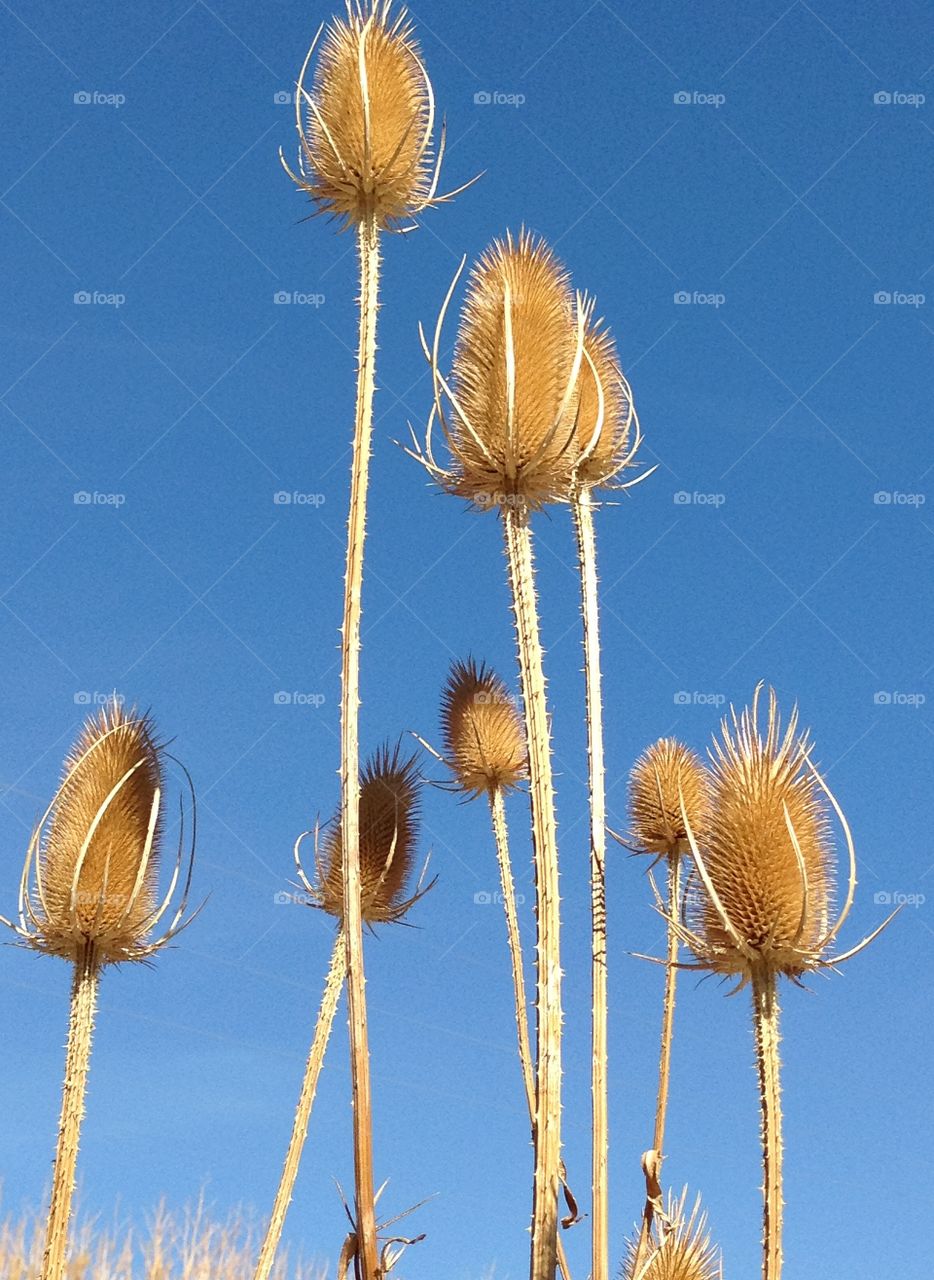 Nature, No Person, Flower, Outdoors, Flora