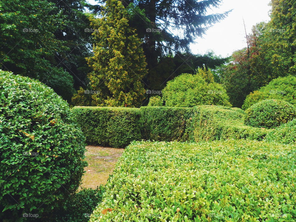 green landscape of the arboretum in the city of Kiev