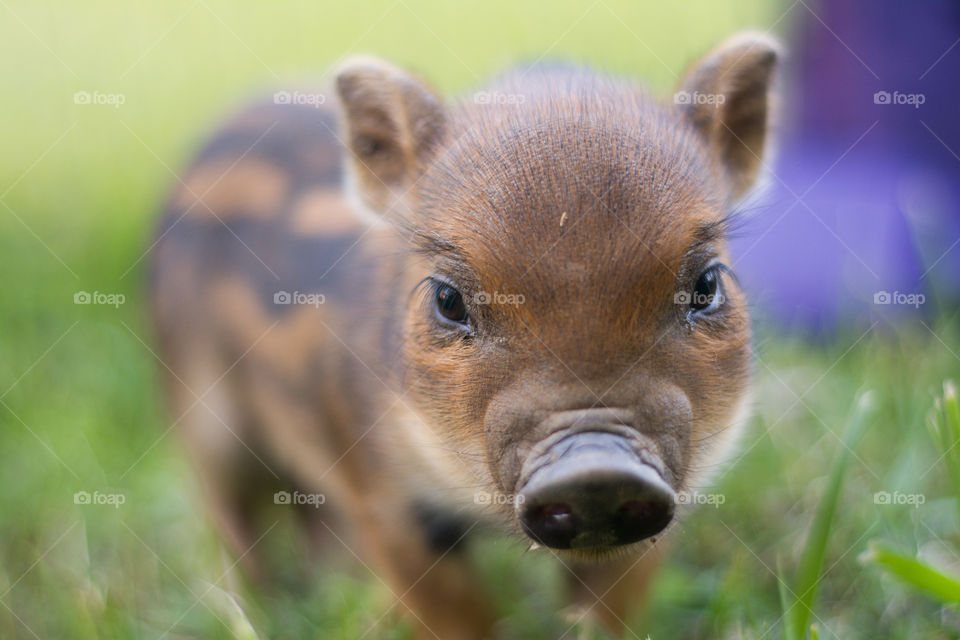 Close-up of piglet