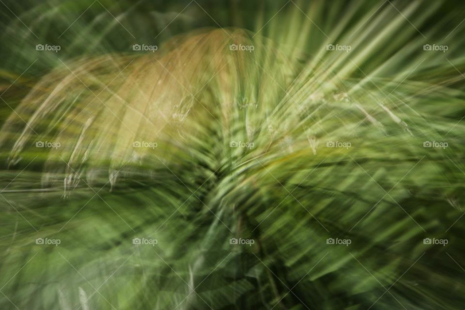 Long exposure with zoom effect of green palm leaves