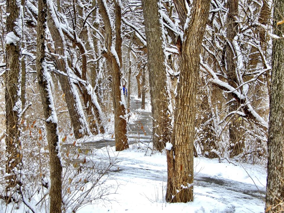 Snow, Winter, Wood, Frost, Tree