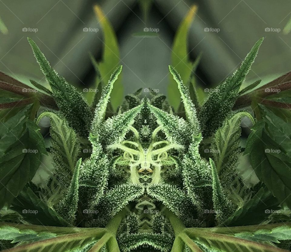 A mirrored pic of a cannabis plant during flower