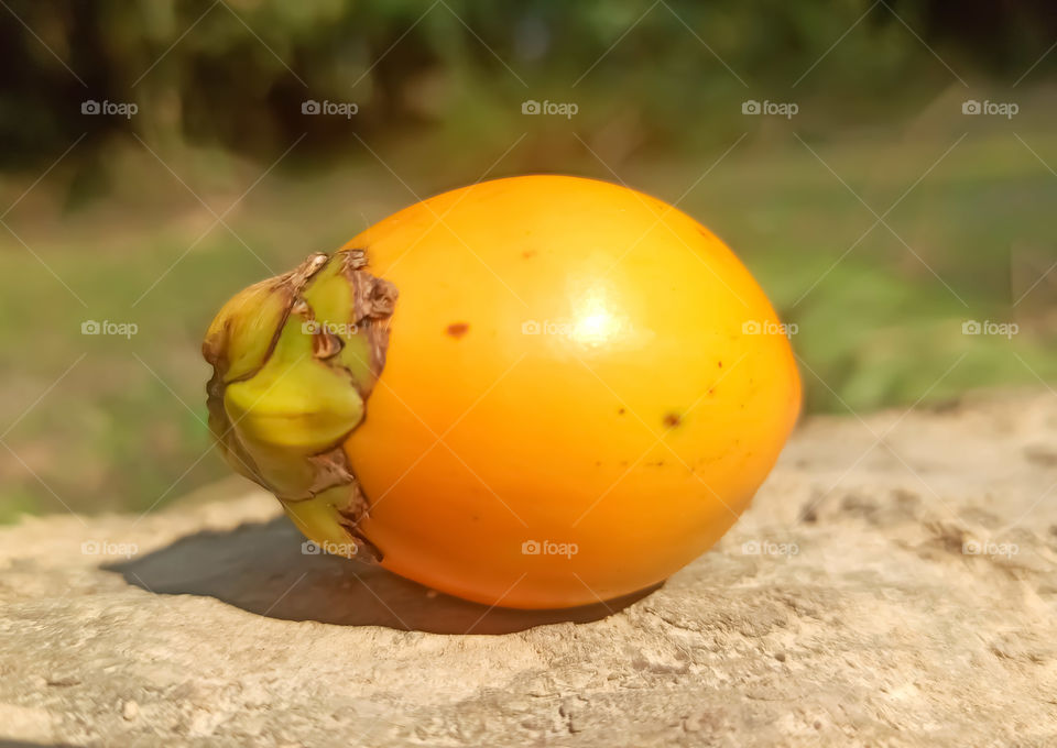 Areca Nut Images, Stock Photos
