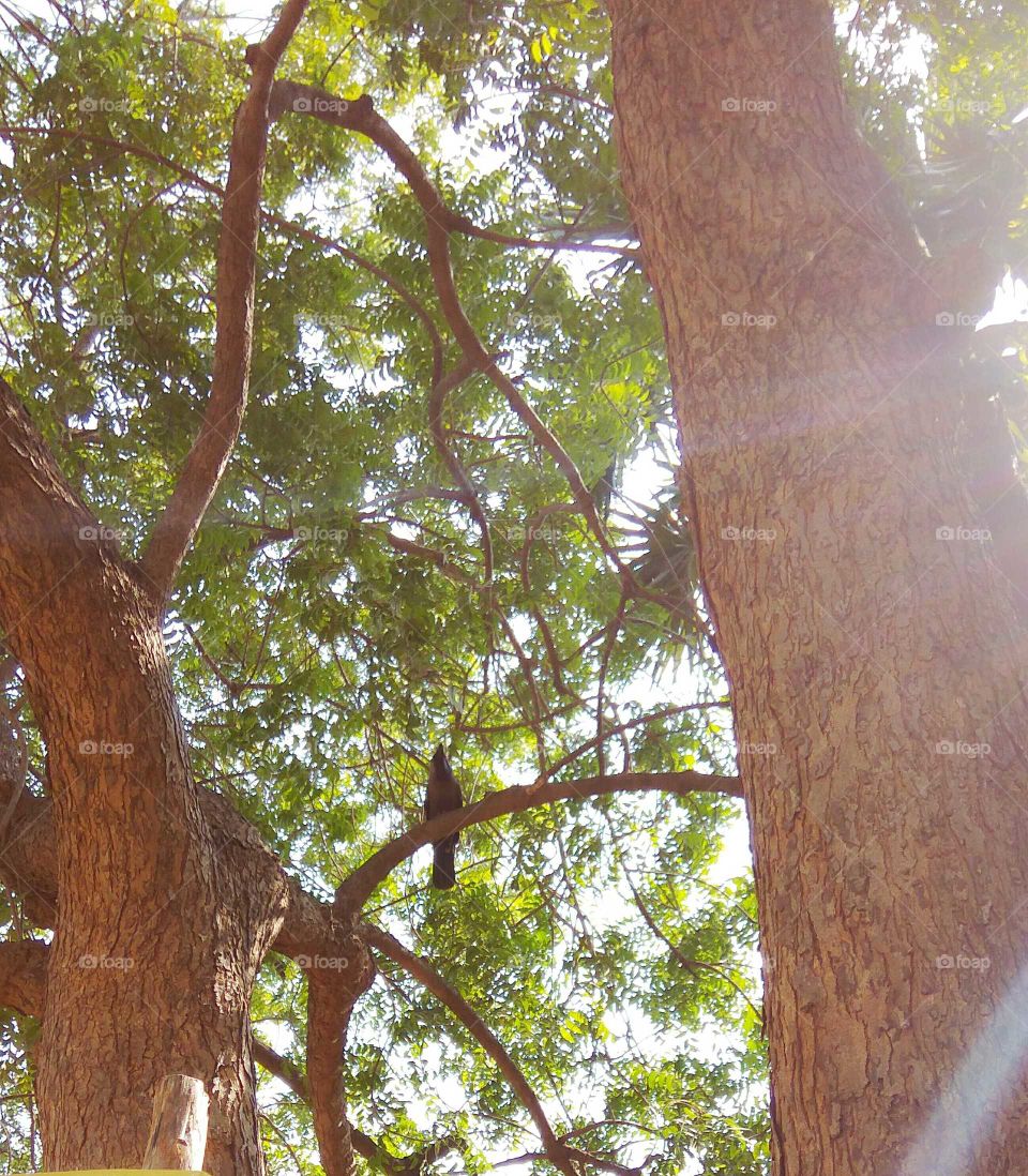 The crow in Branches