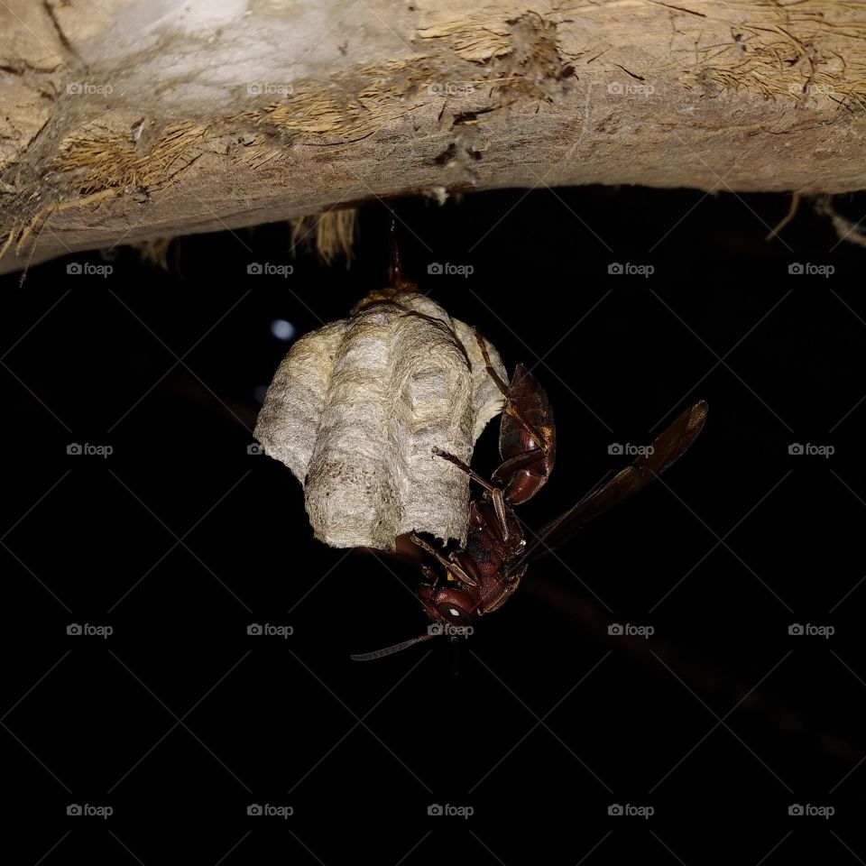 A big wasp landed in his house