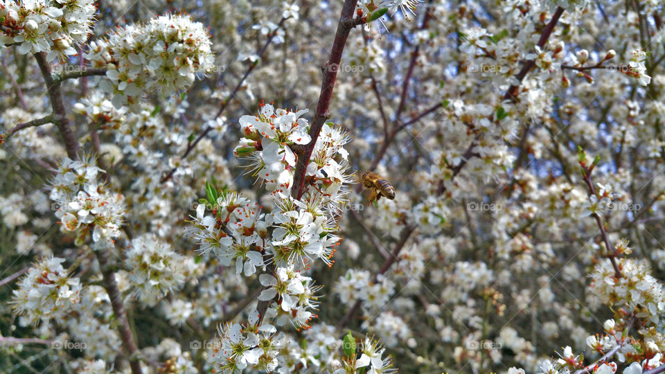 bee on the white blossoming three