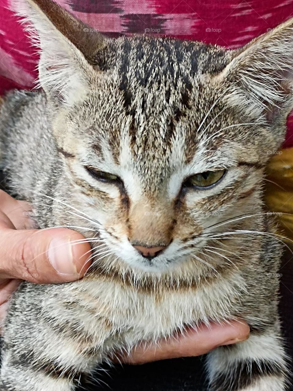 colours of love and affectuon