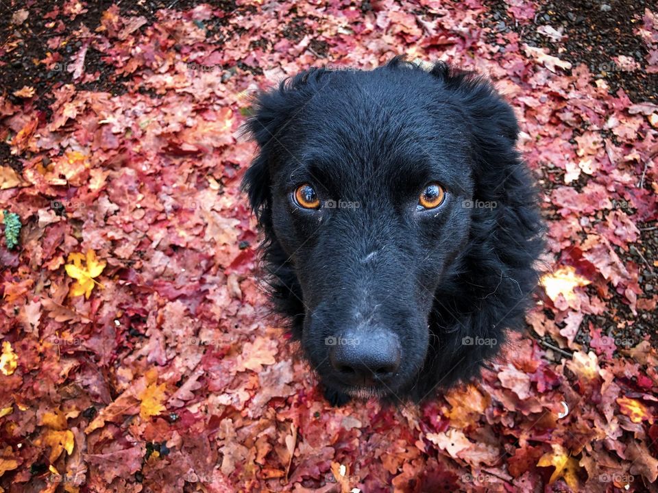 Cute brown eyes