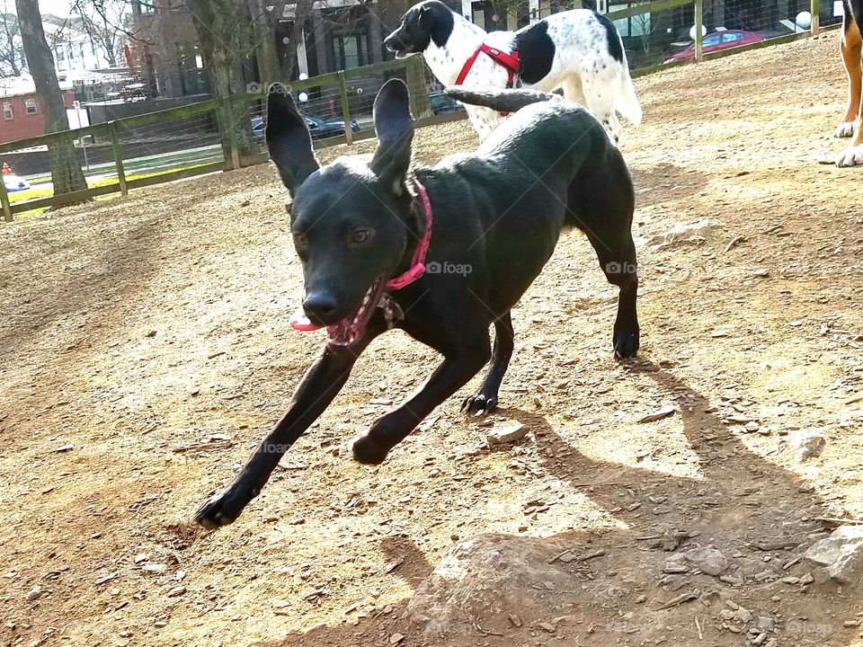 Cute black puppy in a pink collar running at a dog park with tongue hanging out and ears flapping