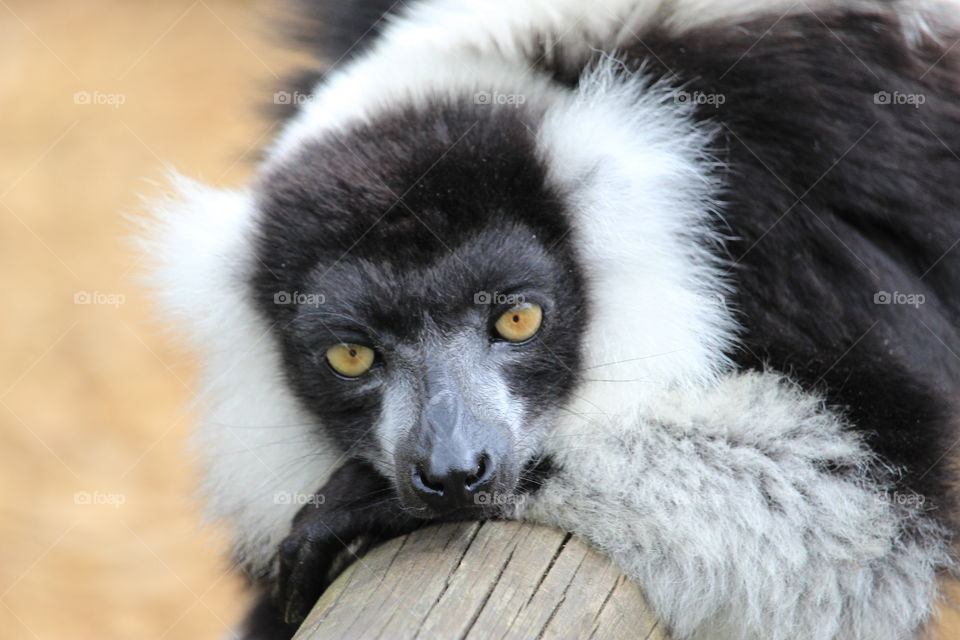 sleepy black and white ruffed lemur