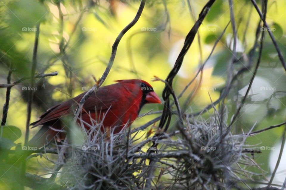 Cardinal in trees