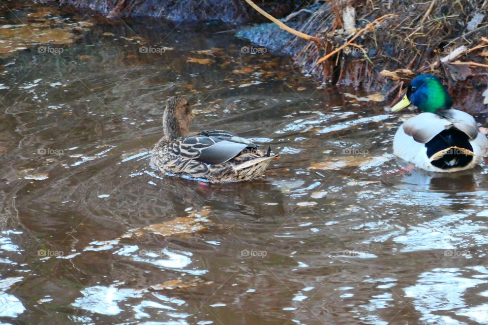 Ducks in Water