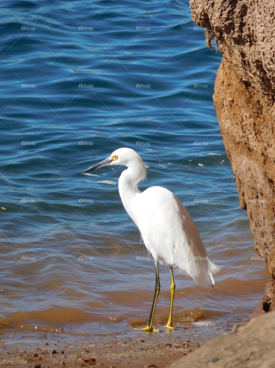 Egret by cliff on beach front 